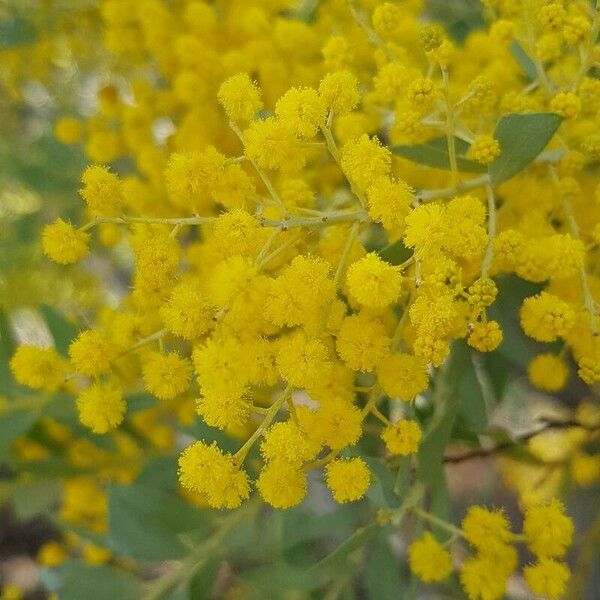 Acacia cultriformis Flor