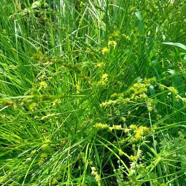 Carex divulsa Habit