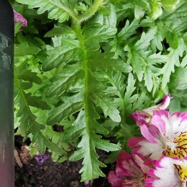 Schizanthus pinnatus ഇല