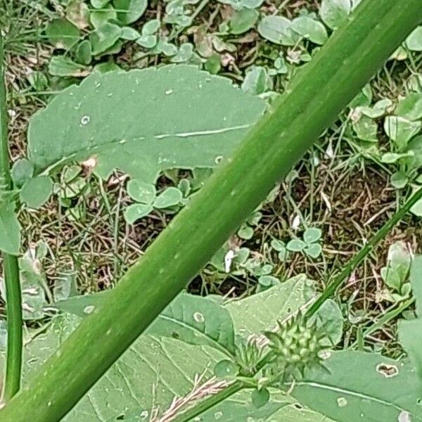 Dipsacus pilosus बार्क (छाल)