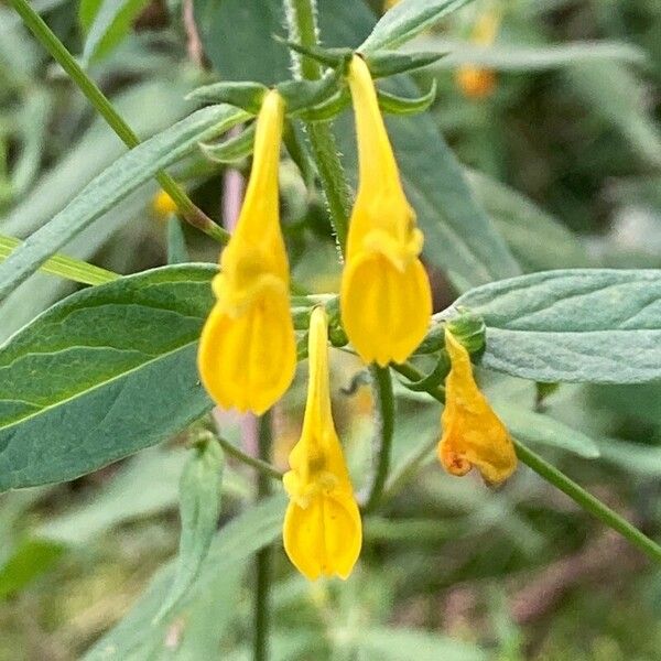 Melampyrum sylvaticum Blomst