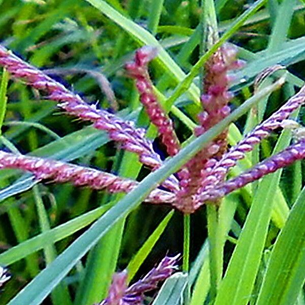 Chloris cucullata 花