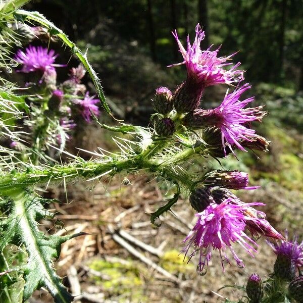 Cirsium palustre Flor