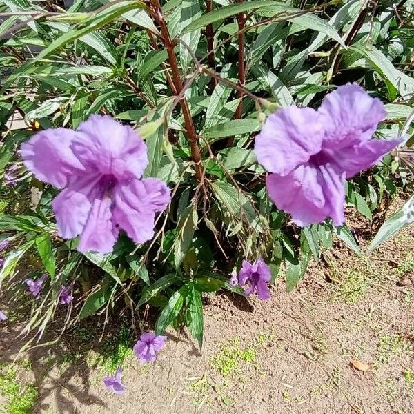 Ruellia simplex Çiçek