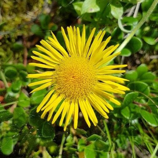 Pentanema hirtum Flower