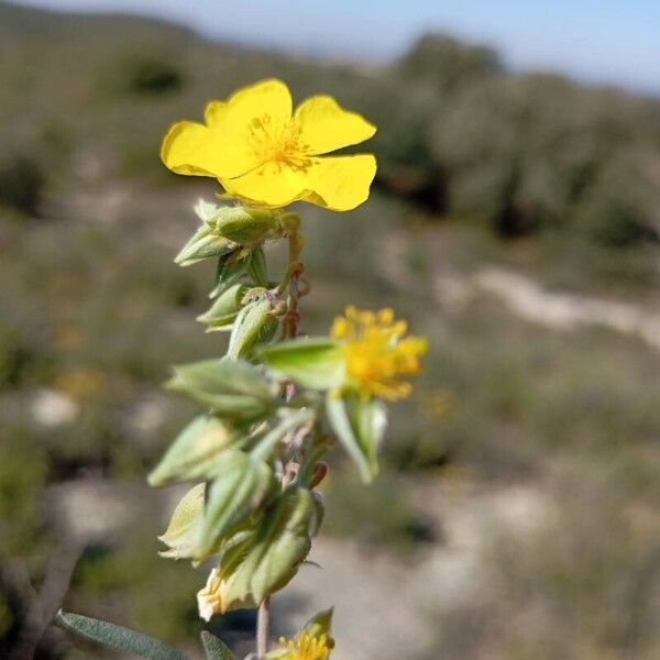 Helianthemum syriacum പുഷ്പം