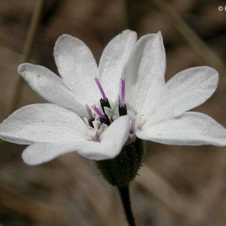 Blepharipappus scaber Flower