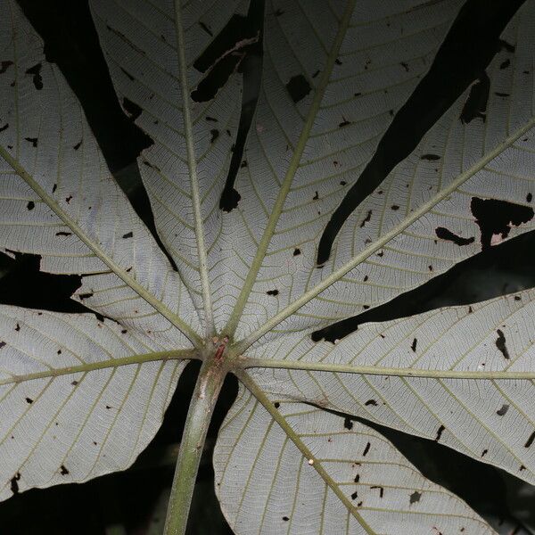 Pourouma bicolor Blad