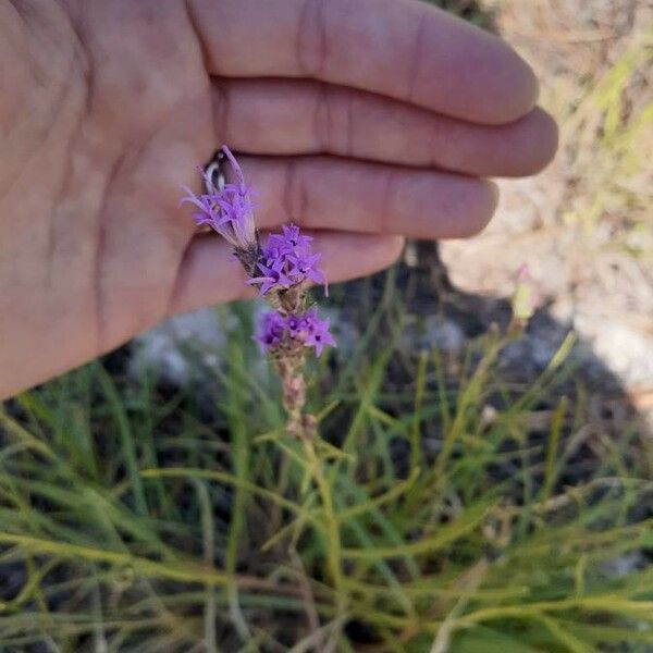 Liatris punctata Flower