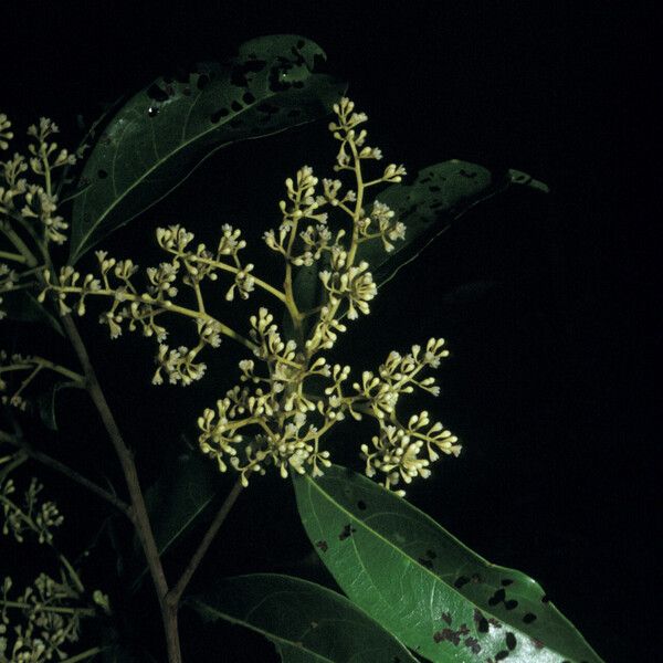 Ocotea cinerea Blodyn