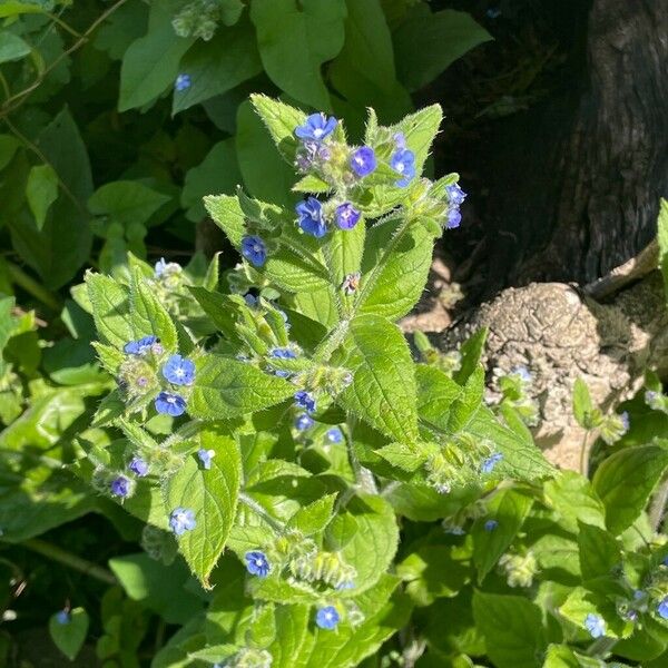 Pentaglottis sempervirens Costuma