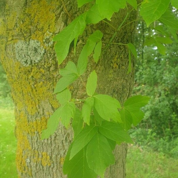 Acer negundo Leaf