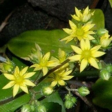 Aichryson punctatum फूल