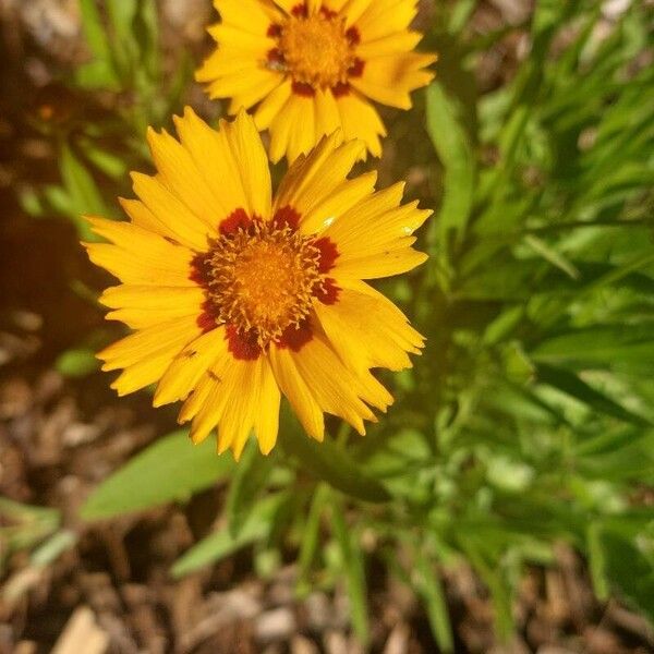 Coreopsis grandiflora Кветка