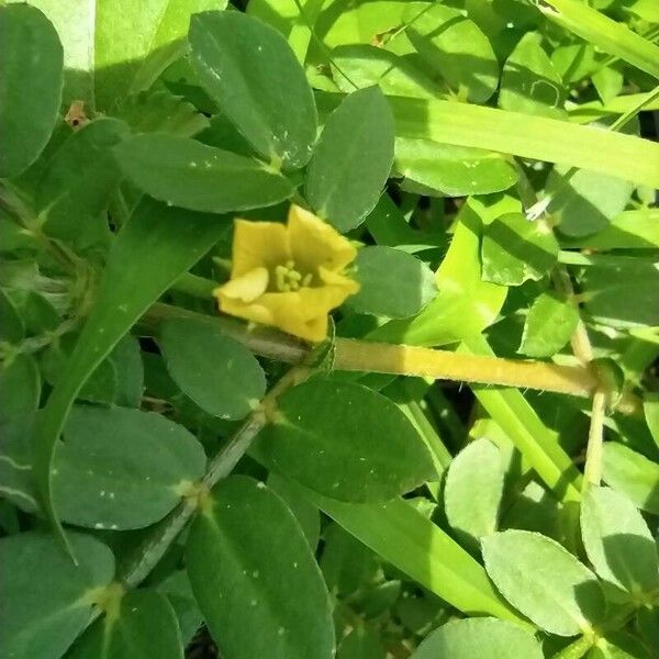 Kallstroemia maxima Flower