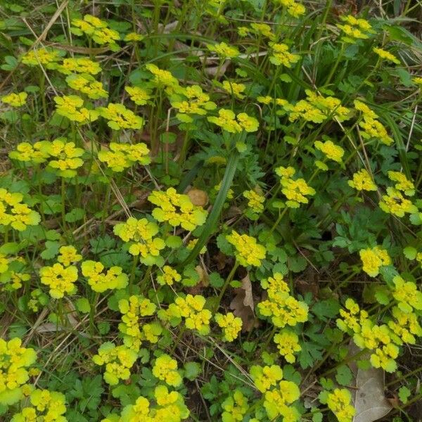 Chrysosplenium alternifolium Kwiat