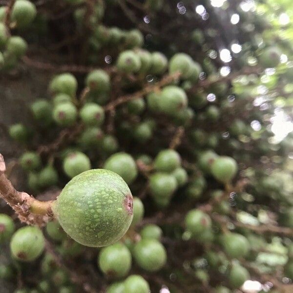 Ficus sur Fruto