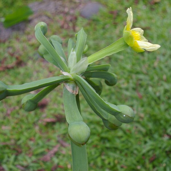 Limnocharis flava Flower