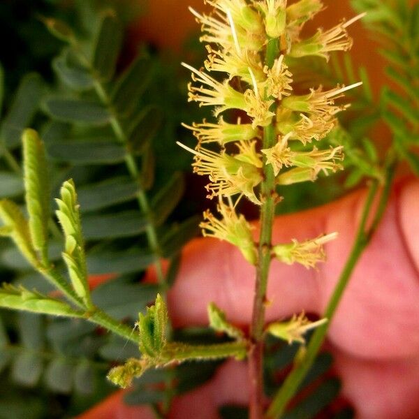 Prosopis juliflora Flower