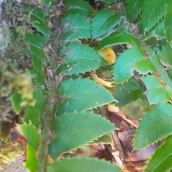 Polystichum lonchitis Folla