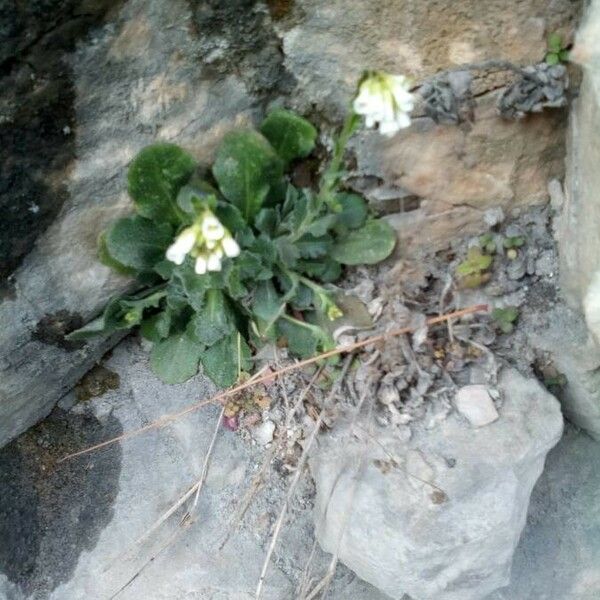 Arabis collina 花