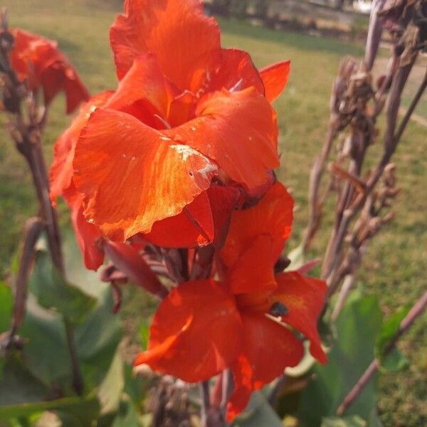 Canna indica Leaf