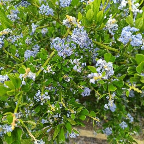 Ceanothus arboreus 花