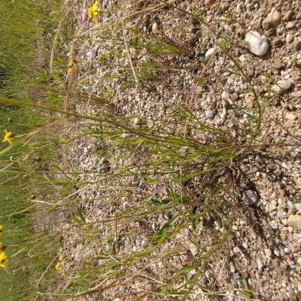 Senecio gallicus Other