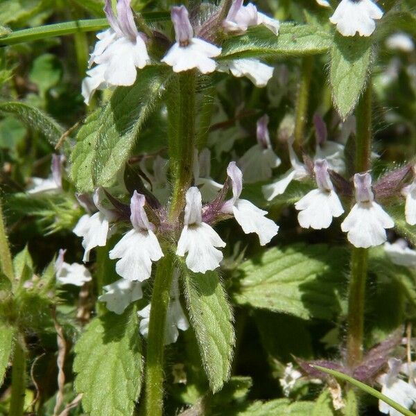 Sideritis romana Blodyn