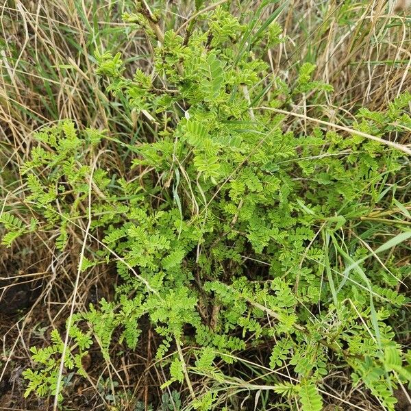 Ormocarpum kirkii Leaf