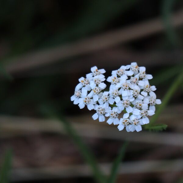 Achillea asiatica Кветка