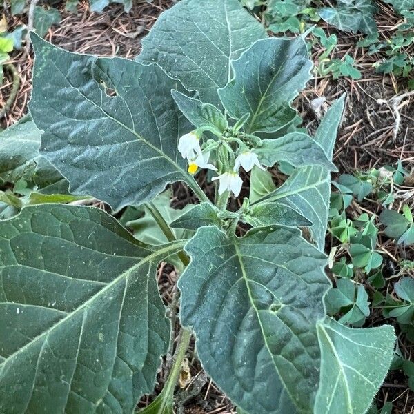 Solanum villosum Feuille