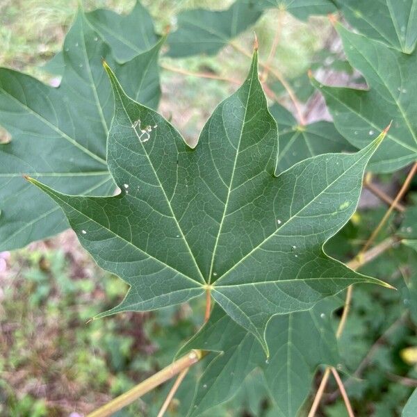 Acer cappadocicum Лист