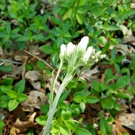 Antennaria plantaginifolia Цвят