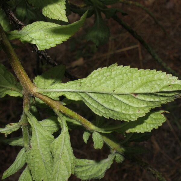 Stachytarpheta jamaicensis পাতা