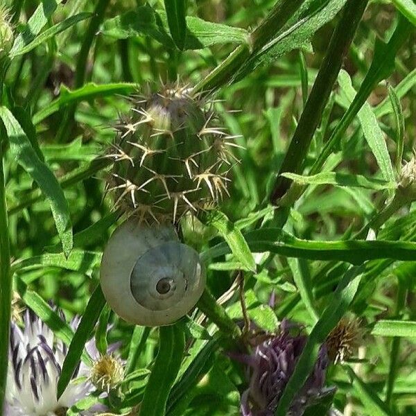 Centaurea aspera Blomst