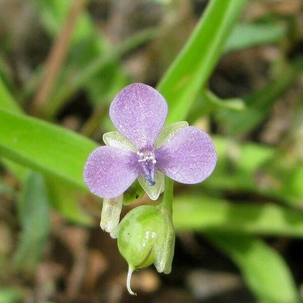 Murdannia nudiflora 花