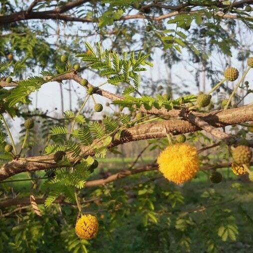 Vachellia farnesiana Floare