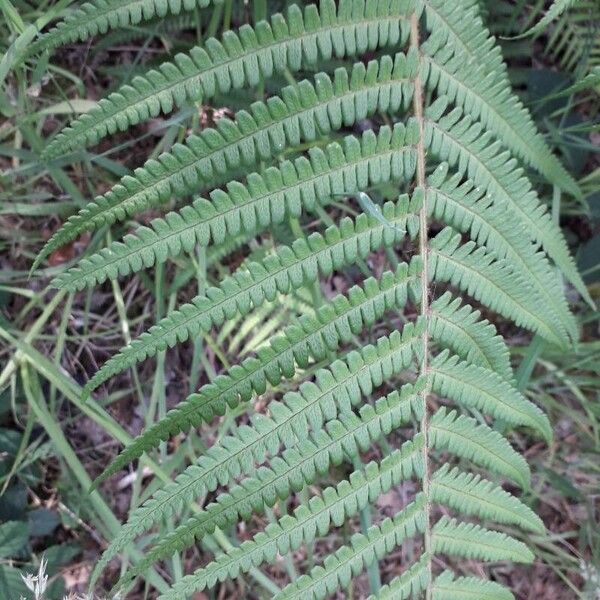 Dryopteris filix-mas Leaf