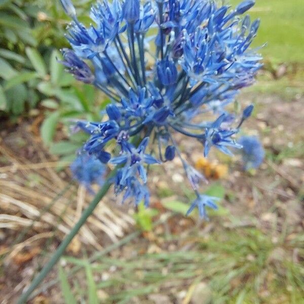 Allium caeruleum Flower