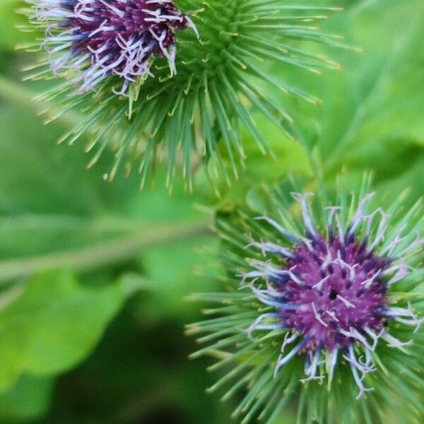 Arctium lappa Žiedas