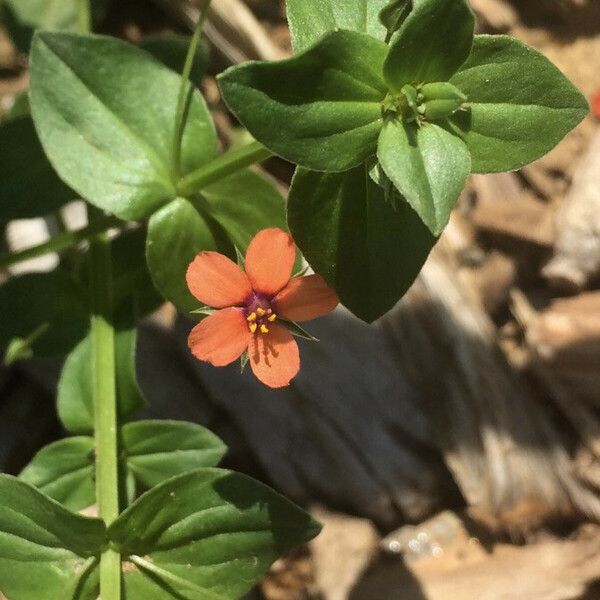 Lysimachia arvensis Egyéb