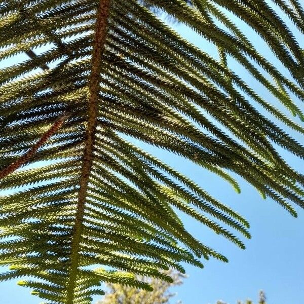 Araucaria heterophylla Leaf