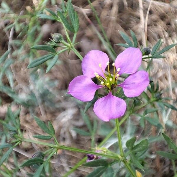 Fagonia cretica Flors