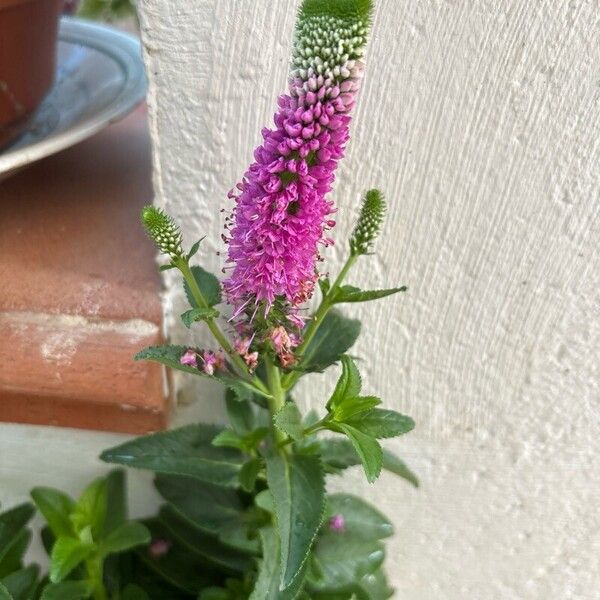 Veronica spicata Kwiat