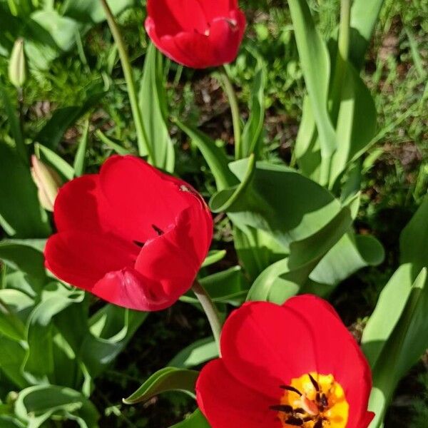 Tulipa agenensis Flower