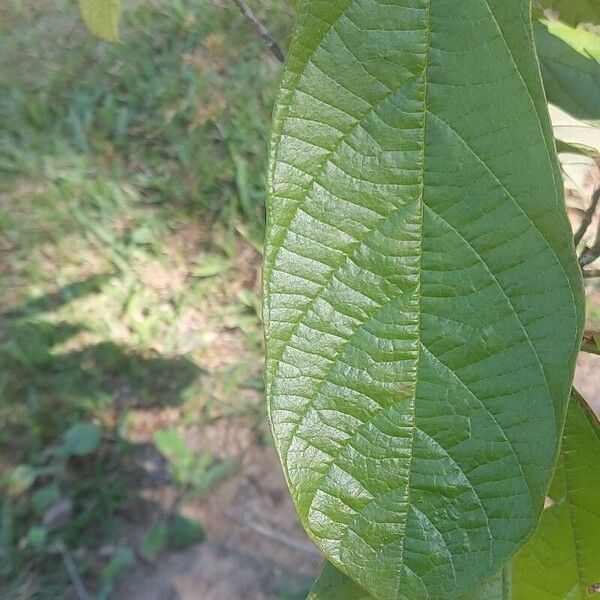 Theobroma grandiflorum Leaf