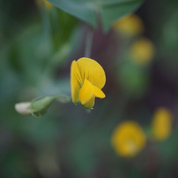 Lathyrus aphaca Цвят