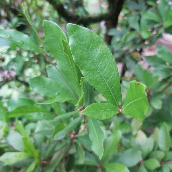 Synsepalum dulcificum Hoja