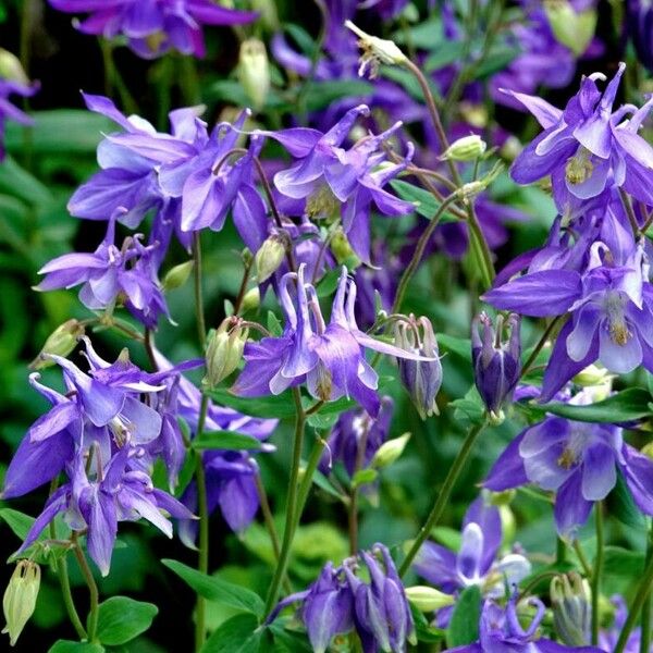 Aquilegia pyrenaica Elinympäristö